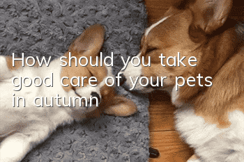 How should you take good care of your pets in autumn?