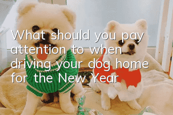 What should you pay attention to when driving your dog home for the New Year?