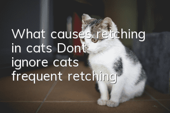 What causes retching in cats? Don’t ignore cats’ frequent retching!