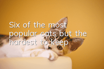 Six of the most popular cats but the hardest to keep