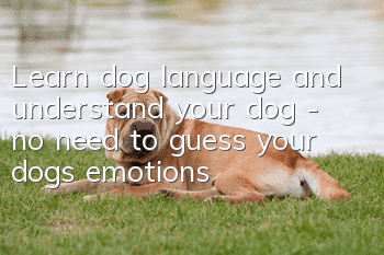 Learn dog language and understand your dog - no need to guess your dog’s emotions
