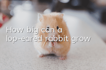 How big can a lop-eared rabbit grow?