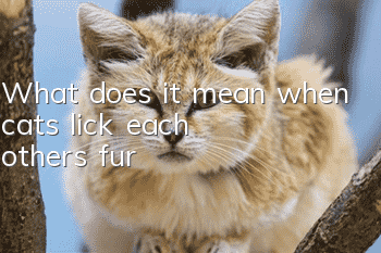 What does it mean when cats lick each other's fur?