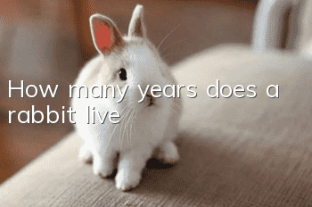 How many years does a rabbit live?