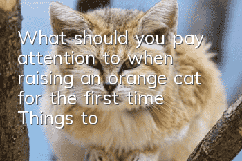 What should you pay attention to when raising an orange cat for the first time? Things to note when raising an orange cat!