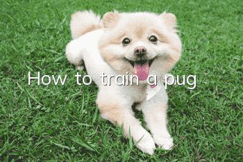 How to train a pug