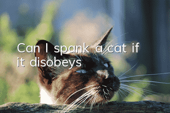 Can I spank a cat if it disobeys?