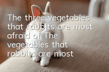 The three vegetables that rabbits are most afraid of The vegetables that rabbits are most afraid of