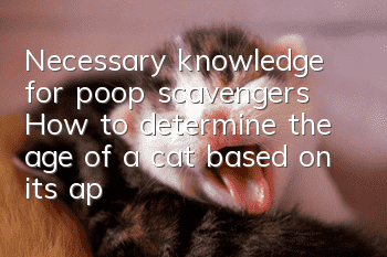Necessary knowledge for poop scavengers: How to determine the age of a cat based on its appearance?
