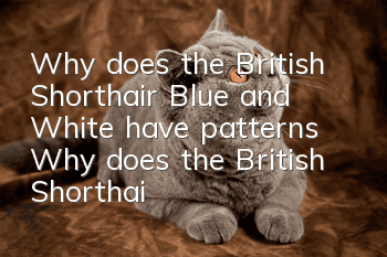 Why does the British Shorthair Blue and White have patterns? Why does the British Shorthair Blue and White have a patterned face?