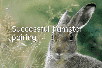 Successful hamster pairing