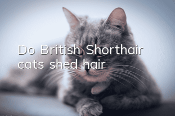 Do British Shorthair cats shed hair?