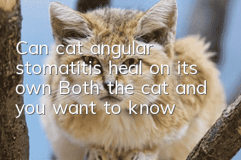 Can cat angular stomatitis heal on its own? Both the cat and you want to know!