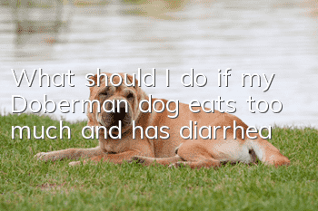 What should I do if my Doberman dog eats too much and has diarrhea?