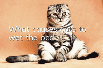 What causes cats to wet the bed?