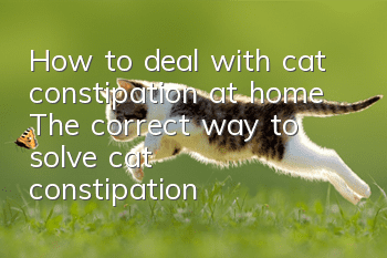 How to deal with cat constipation at home? The correct way to solve cat constipation!