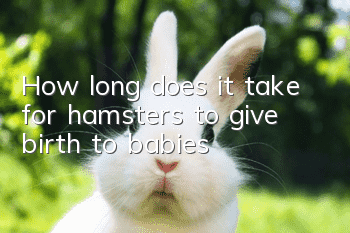 How long does it take for hamsters to give birth to babies?