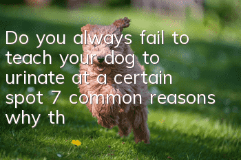 Do you always fail to teach your dog to urinate at a certain spot? 7 common reasons why the owner will succeed if he does it right