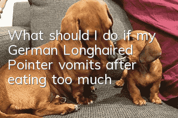 What should I do if my German Longhaired Pointer vomits after eating too much?