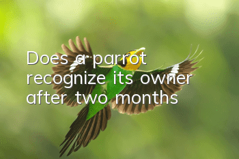 Does a parrot recognize its owner after two months?