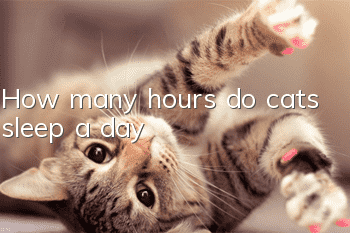 How many hours do cats sleep a day?