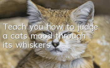 Teach you how to judge a cat’s mood through its whiskers
