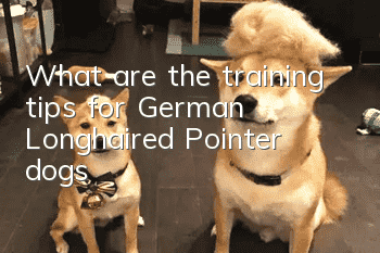 What are the training tips for German Longhaired Pointer dogs?