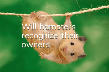 Will hamsters recognize their owners?