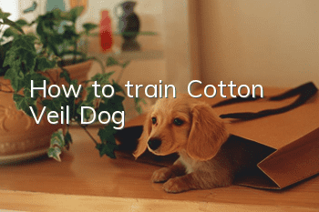 How to train Cotton Veil Dog