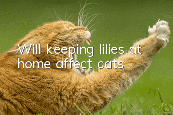 Will keeping lilies at home affect cats?