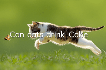 Can cats drink Coke?