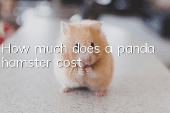 How much does a panda hamster cost?