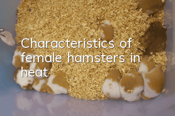 Characteristics of female hamsters in heat