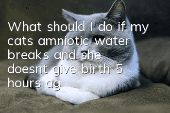 What should I do if my cat’s amniotic water breaks and she doesn’t give birth 5 hours ago?