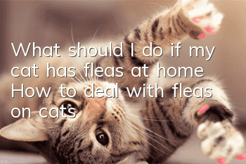 What should I do if my cat has fleas at home? How to deal with fleas on cats?
