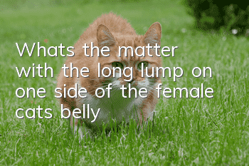 What's the matter with the long lump on one side of the female cat's belly?