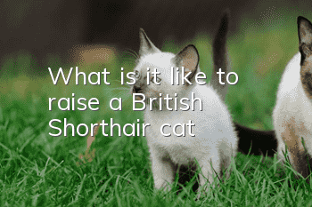 What is it like to raise a British Shorthair cat?