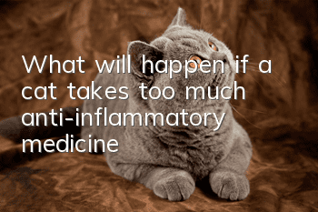 What will happen if a cat takes too much anti-inflammatory medicine?