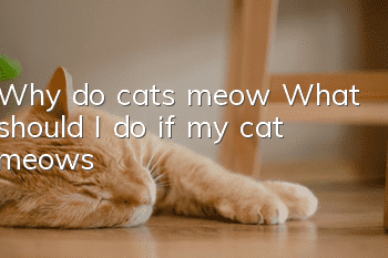 Why do cats meow? What should I do if my cat meows?