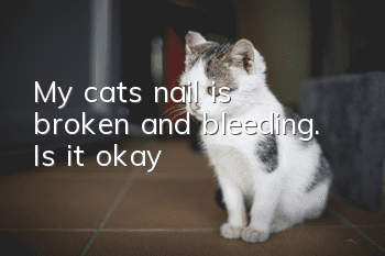My cat’s nail is broken and bleeding. Is it okay?