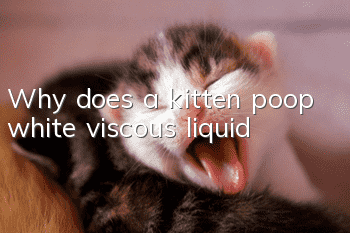 Why does a kitten poop white viscous liquid?