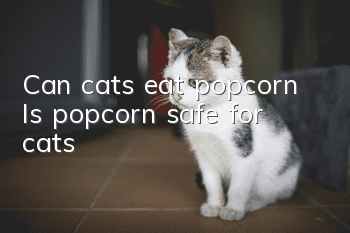 Can cats eat popcorn? Is popcorn safe for cats?