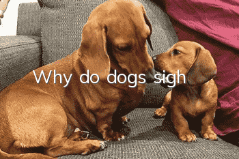 Why do dogs sigh?