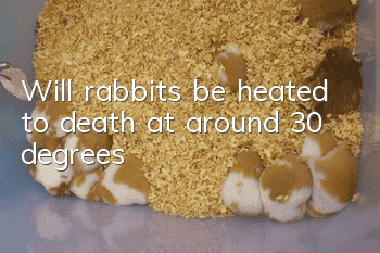 Will rabbits be heated to death at around 30 degrees?