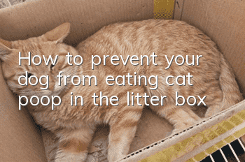 How to prevent your dog from eating cat poop in the litter box