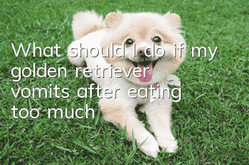 What should I do if my golden retriever vomits after eating too much?