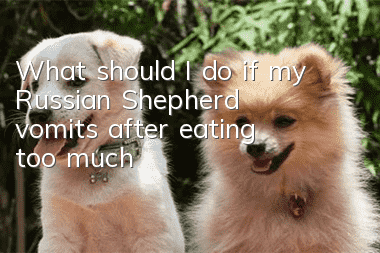 What should I do if my Russian Shepherd vomits after eating too much?