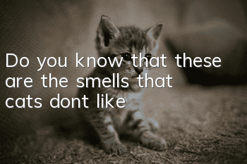 Do you know that these are the smells that cats don’t like?