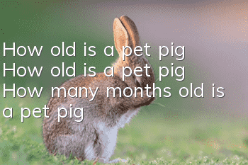 How old is a pet pig? How old is a pet pig? How many months old is a pet pig?