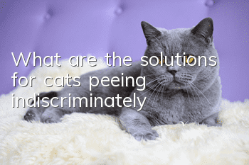 What are the solutions for cats peeing indiscriminately?